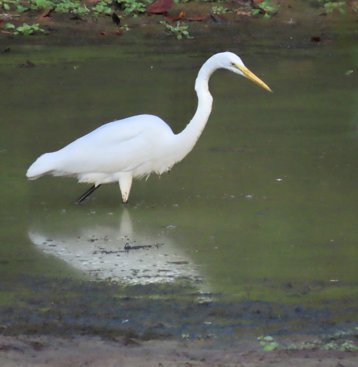 Great Egret - Marc Howlett