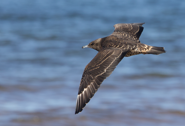 Parasitic Jaeger - Aaron Janzen