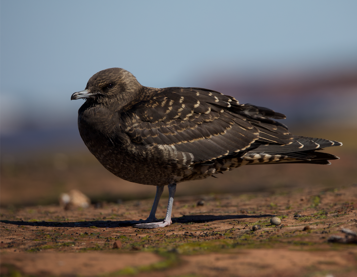 Parasitic Jaeger - ML480936531