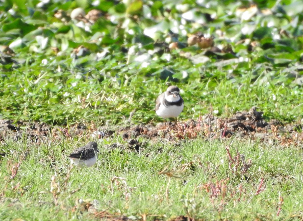 Semipalmated Plover - ML480936691
