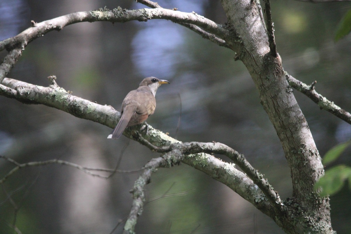 Yellow-billed Cuckoo - Jonathan Wilhelms