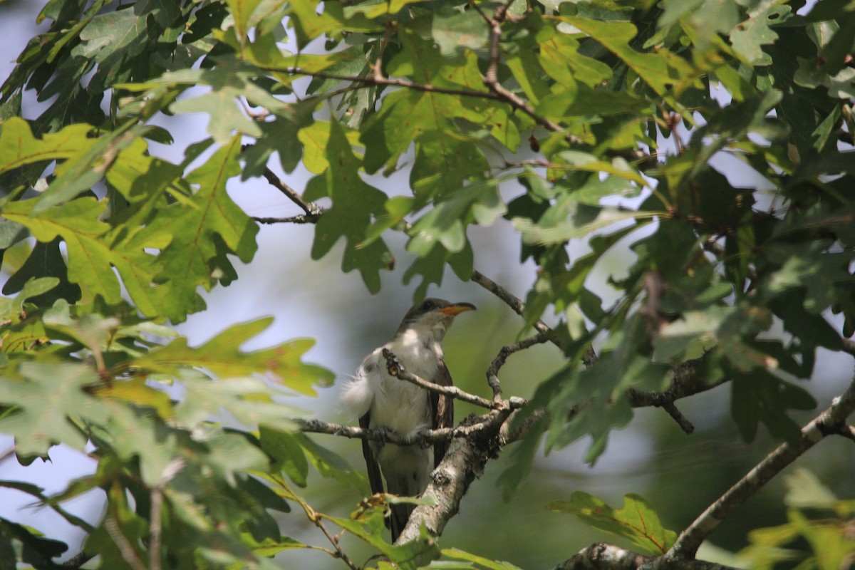 Yellow-billed Cuckoo - Jonathan Wilhelms