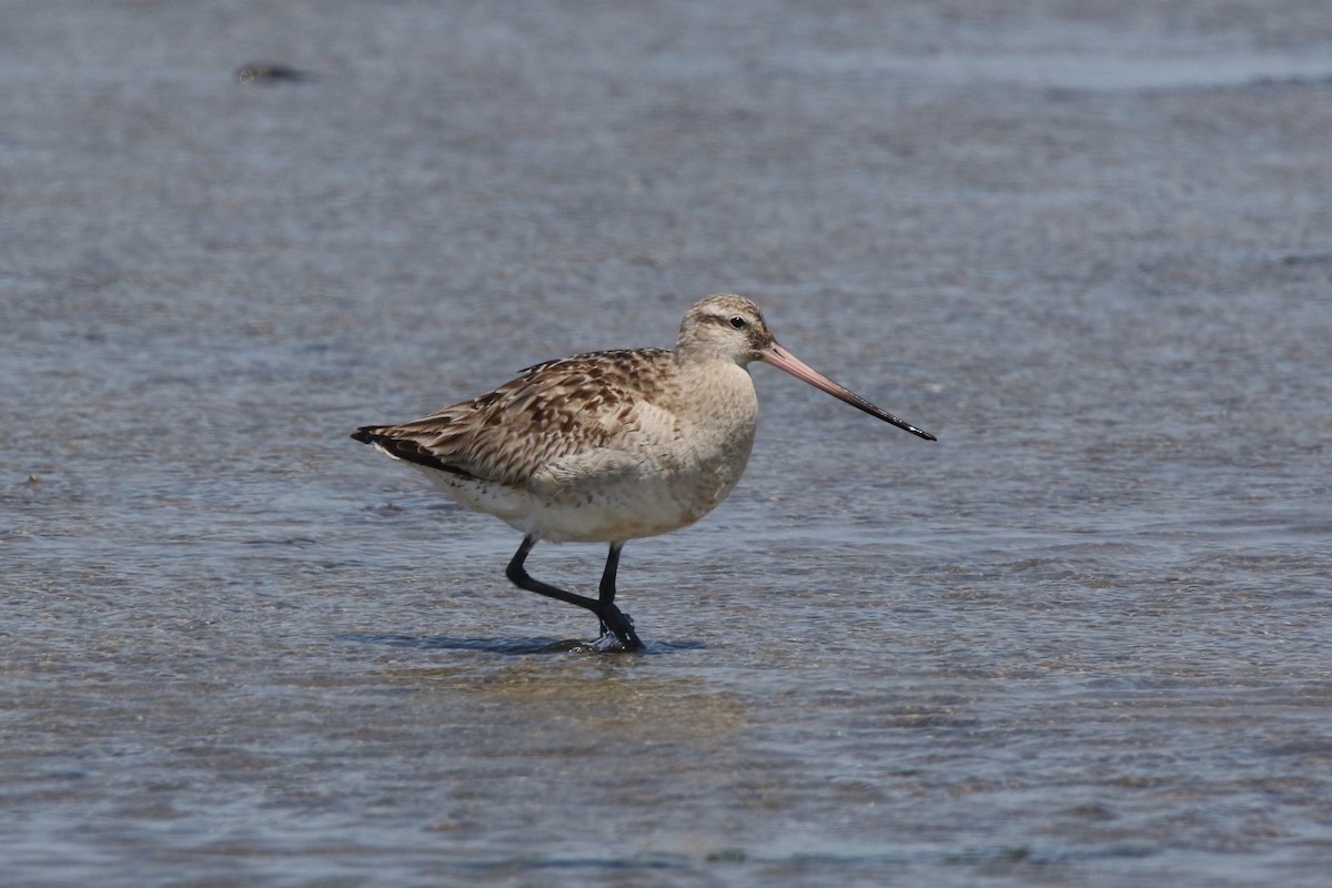 Bar-tailed Godwit - ML480937541