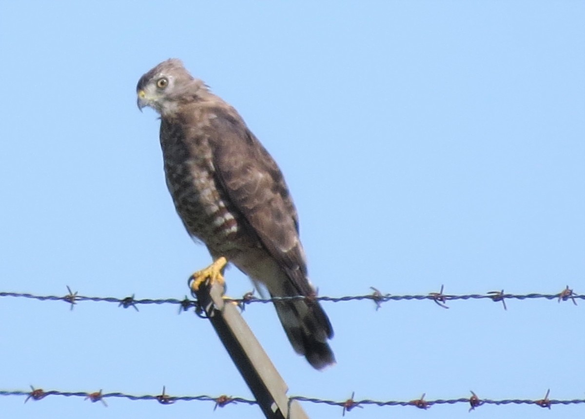 Broad-winged Hawk - Jerry Smith