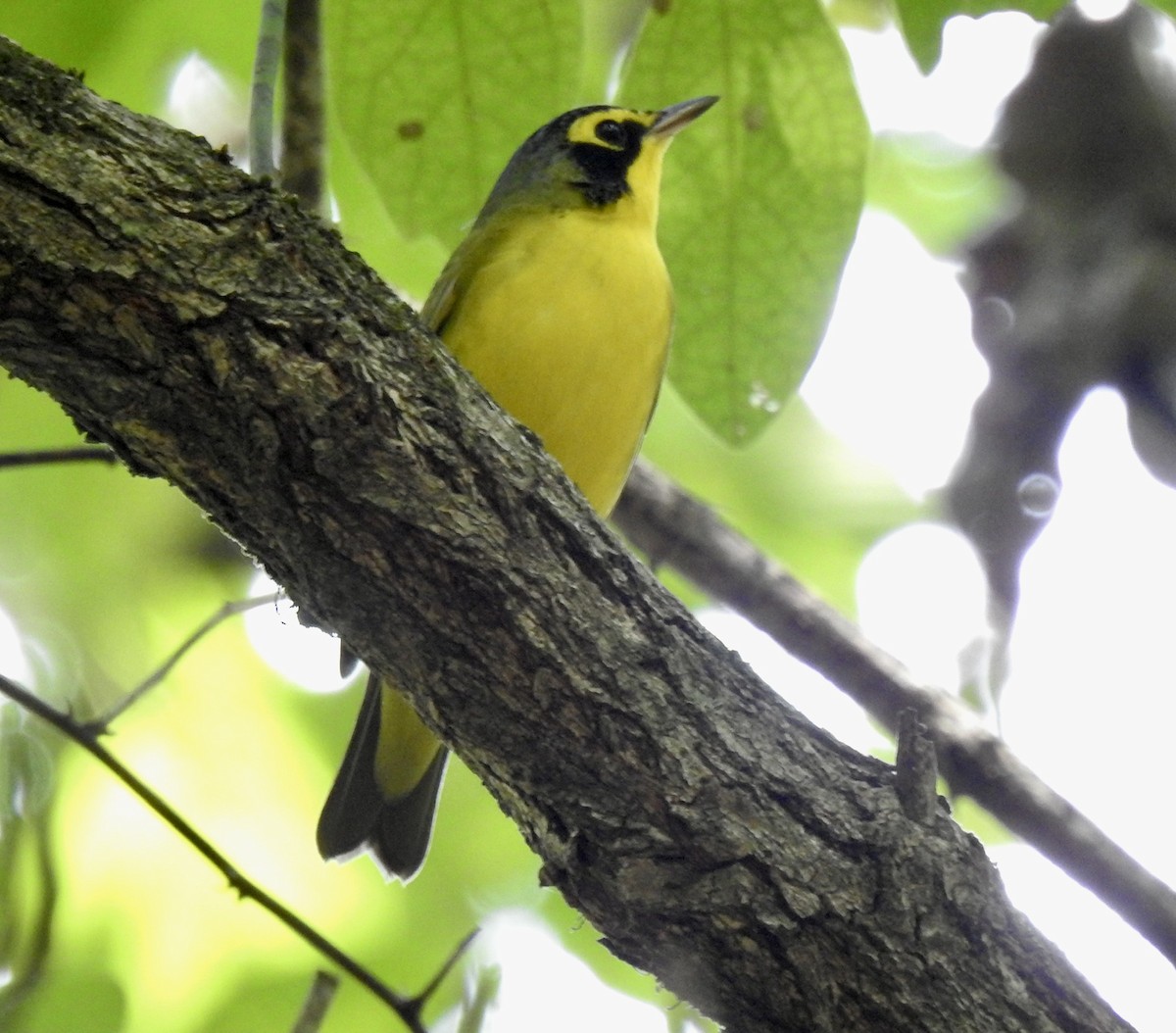 Kentucky Warbler - ML480938621