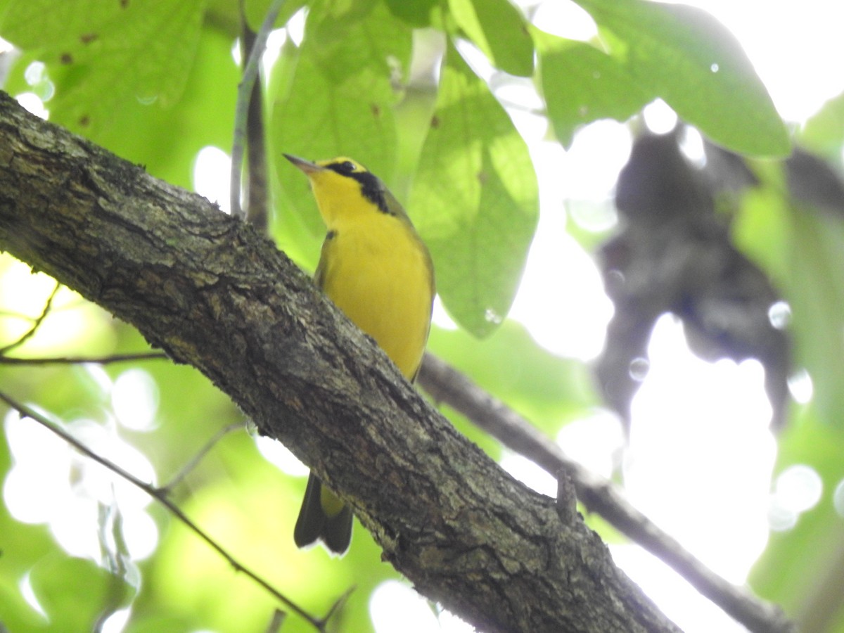 Kentucky Warbler - Nan Dewire