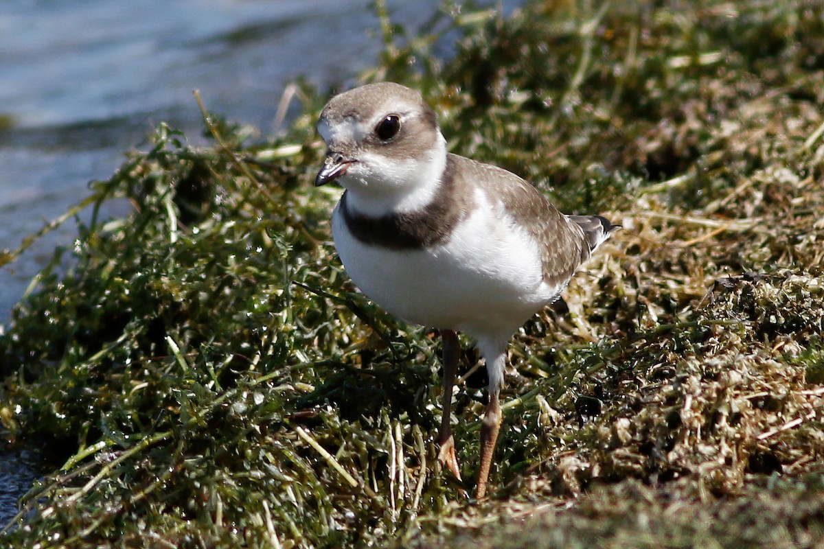 Semipalmated Plover - Gary Jarvis