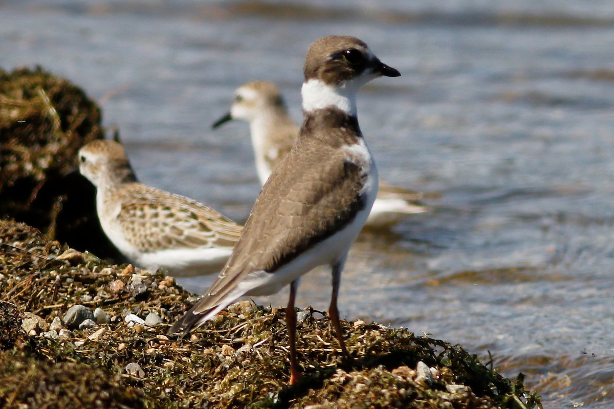 Semipalmated Plover - Gary Jarvis