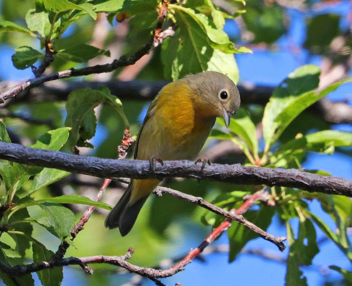 Nashville Warbler - ML480939271