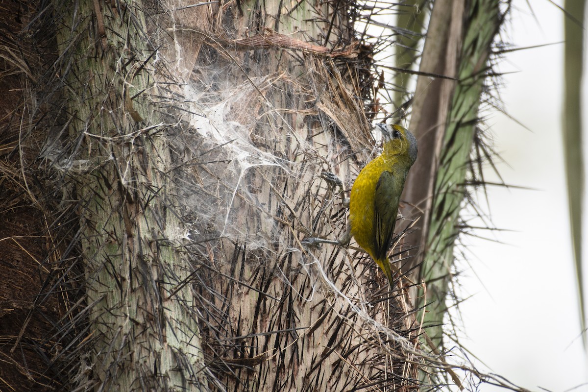 Golden-bellied Euphonia - ML480939361