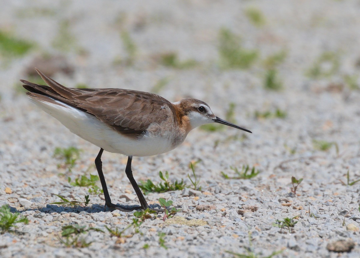 Wilson's Phalarope - ML480941081