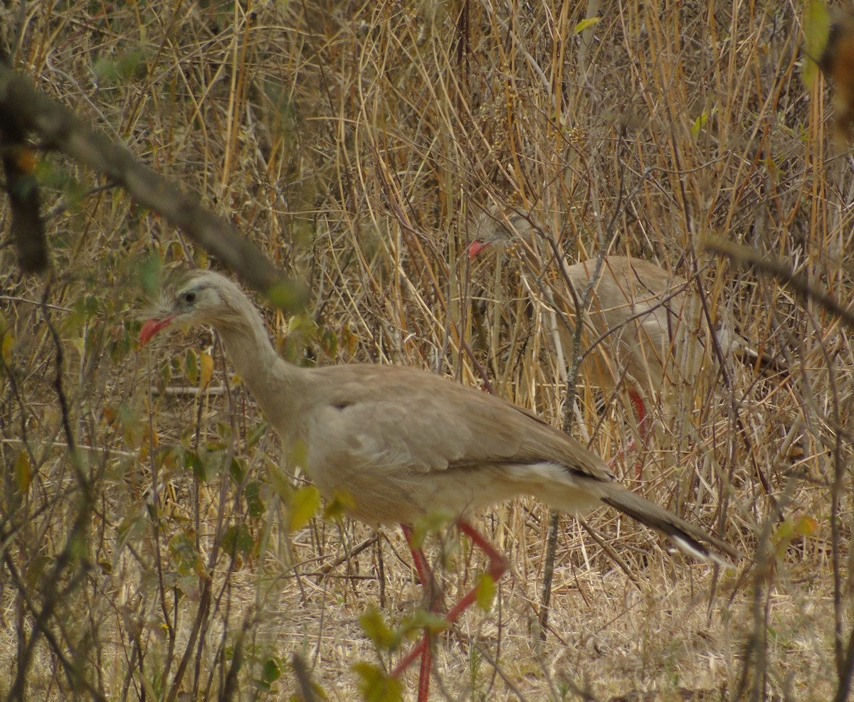 Red-legged Seriema - ML480941141