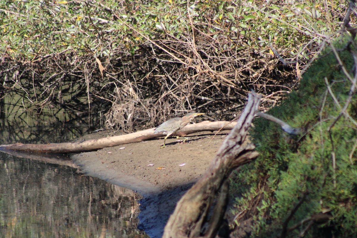 Green Heron - ML480941721