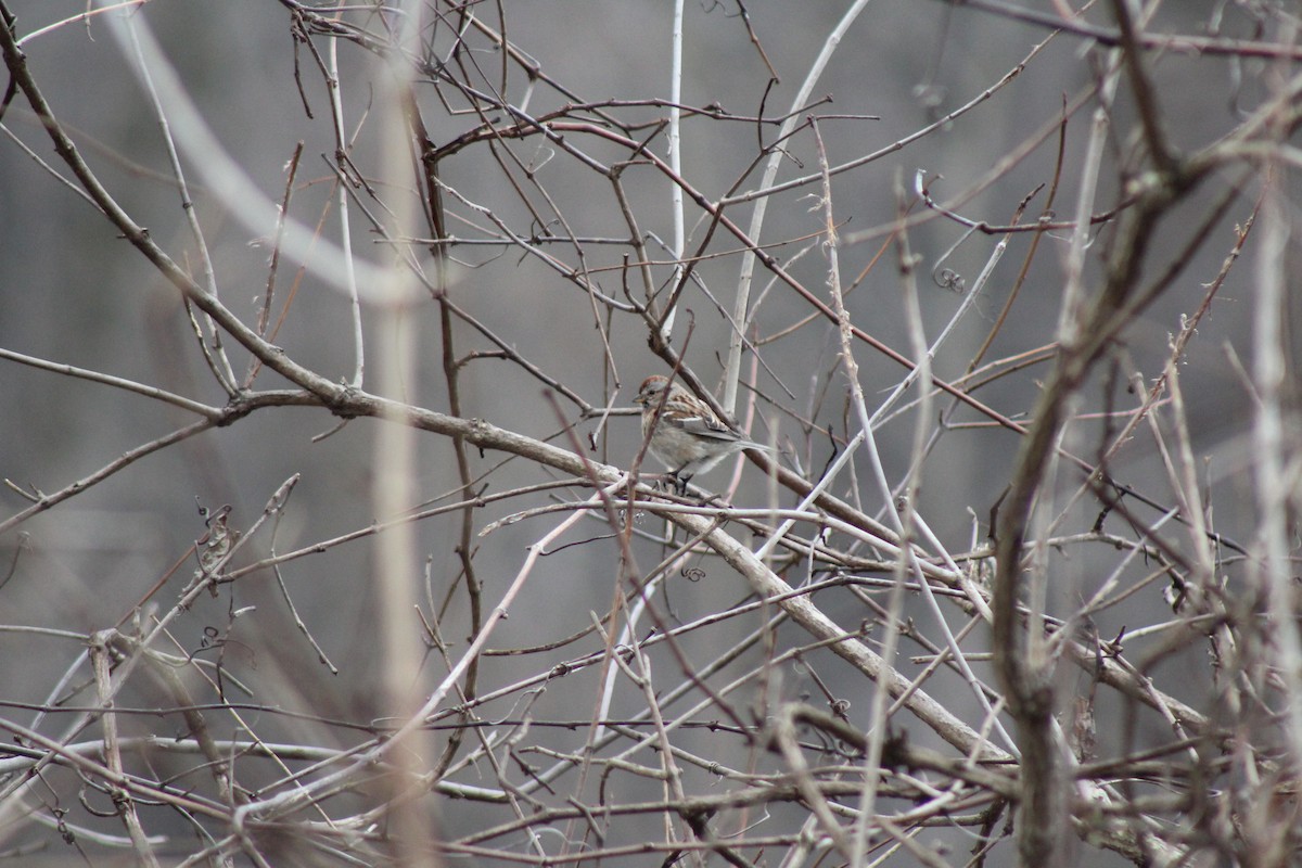 American Tree Sparrow - ML48094601