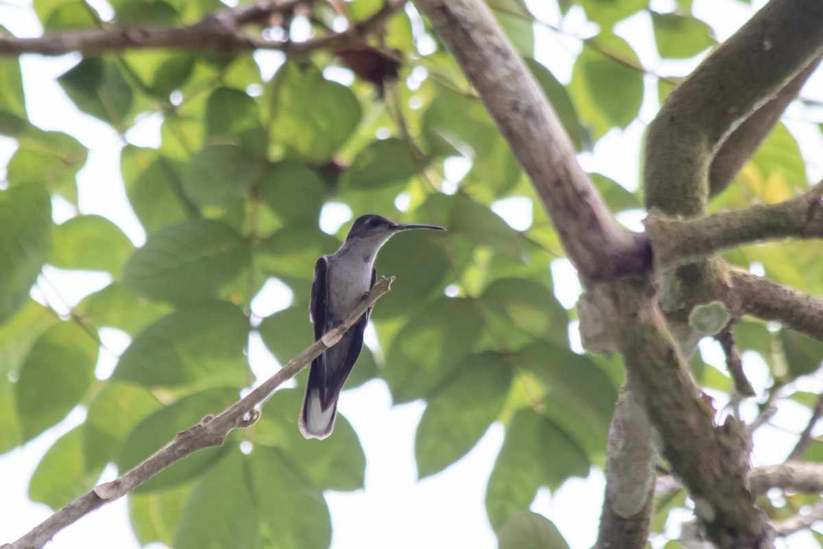 Gray-breasted Sabrewing (largipennis) - ML480946341