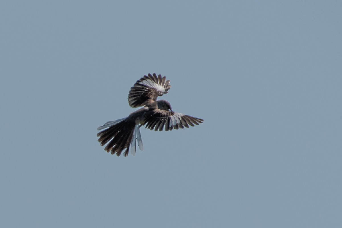 Northern Mockingbird - ML480947341