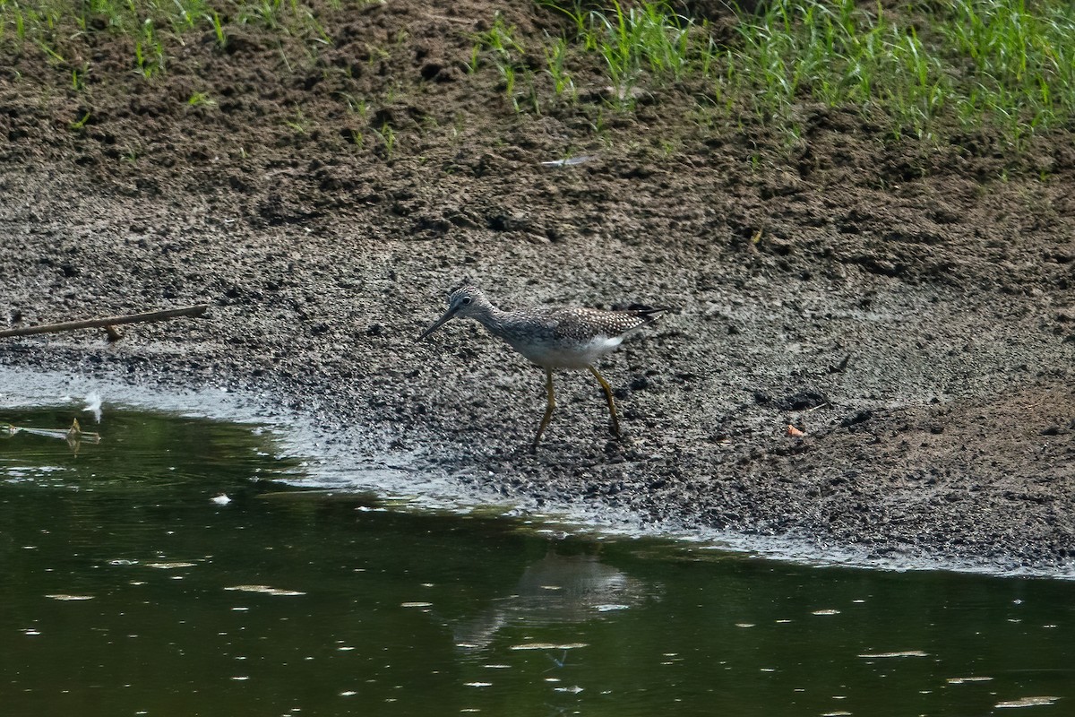 Greater Yellowlegs - ML480947541