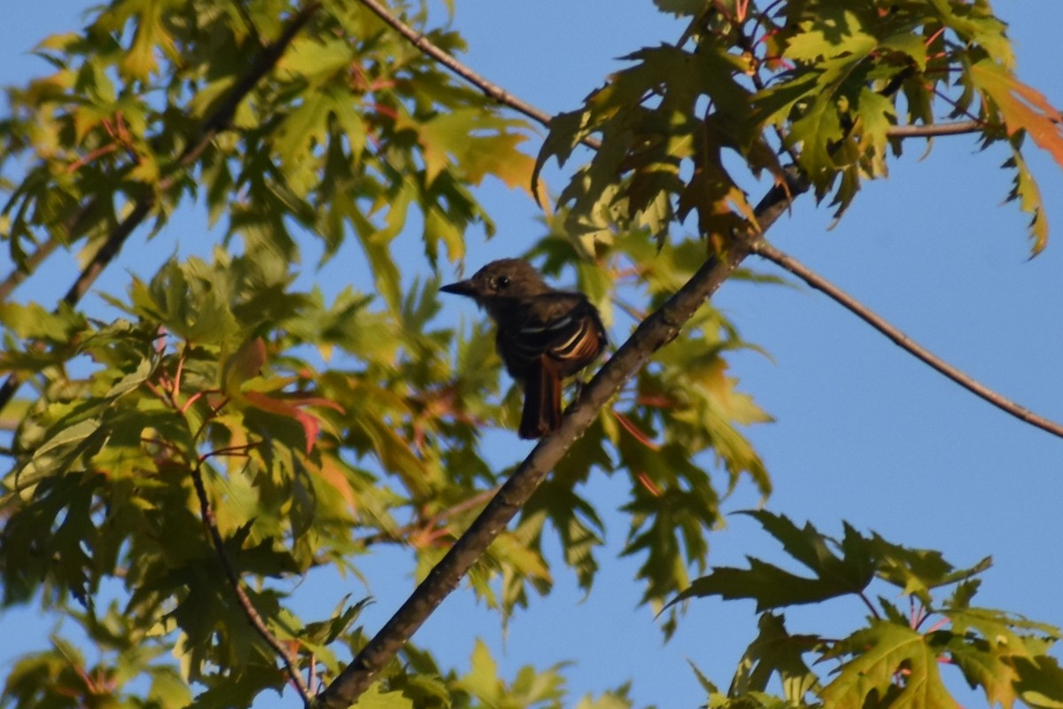 Great Crested Flycatcher - ML480947791