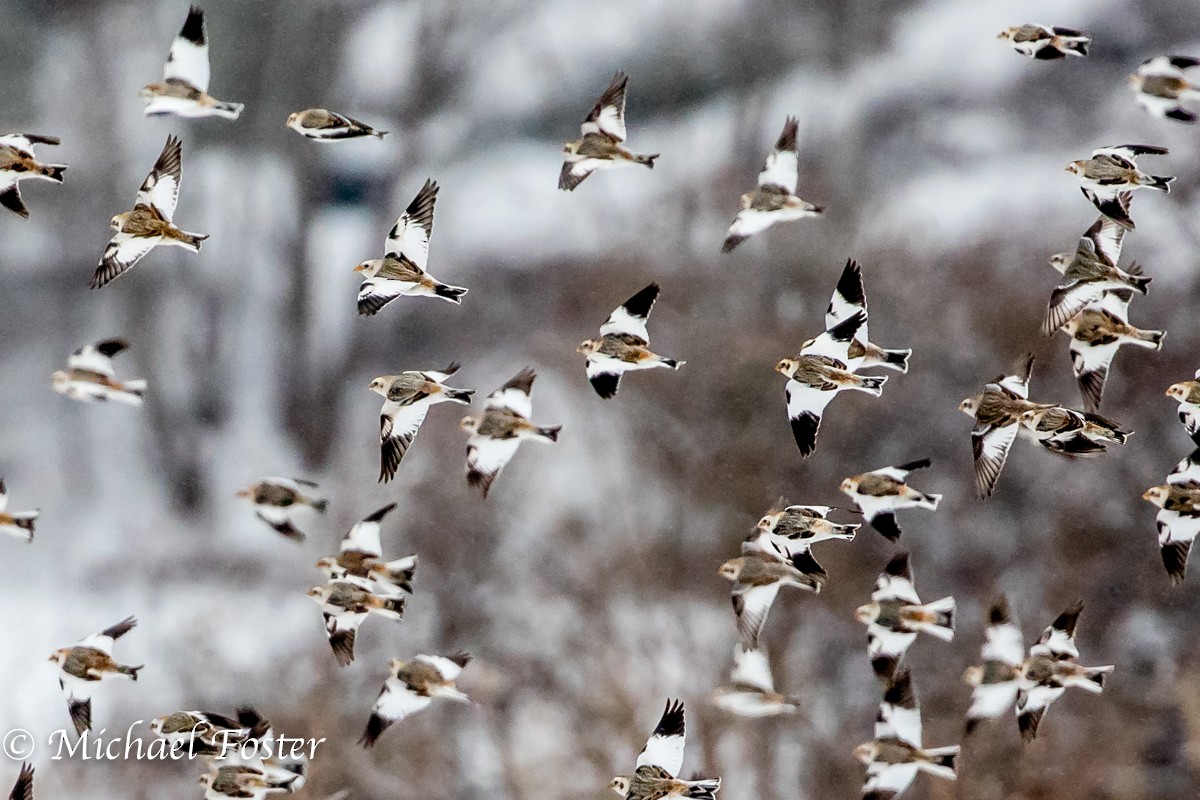 Snow Bunting - Michael Foster