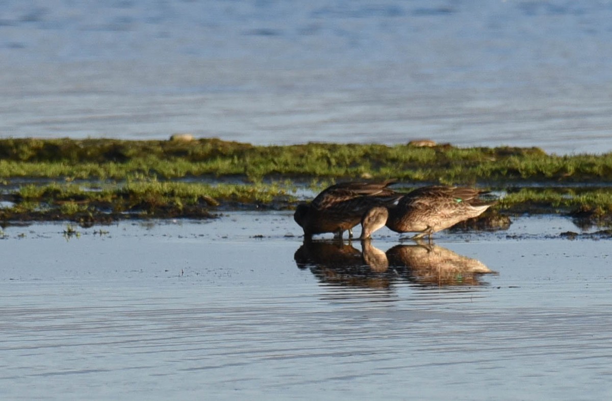 Green-winged Teal - ML480948061