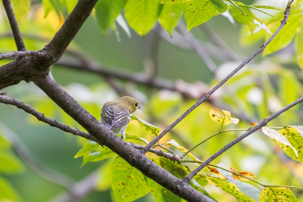 Yellow-throated Vireo - Christopher T