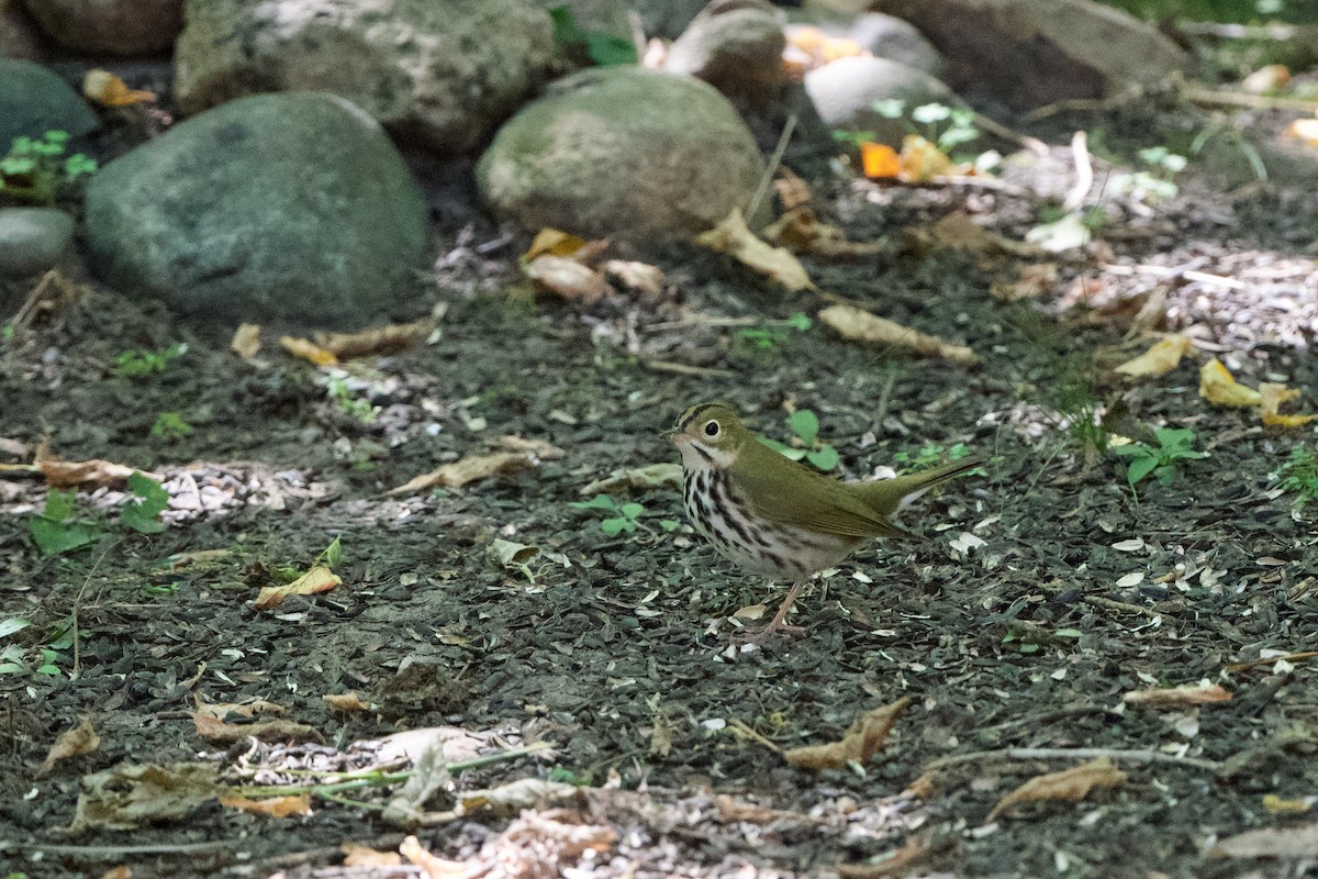 Ovenbird - ML480948481