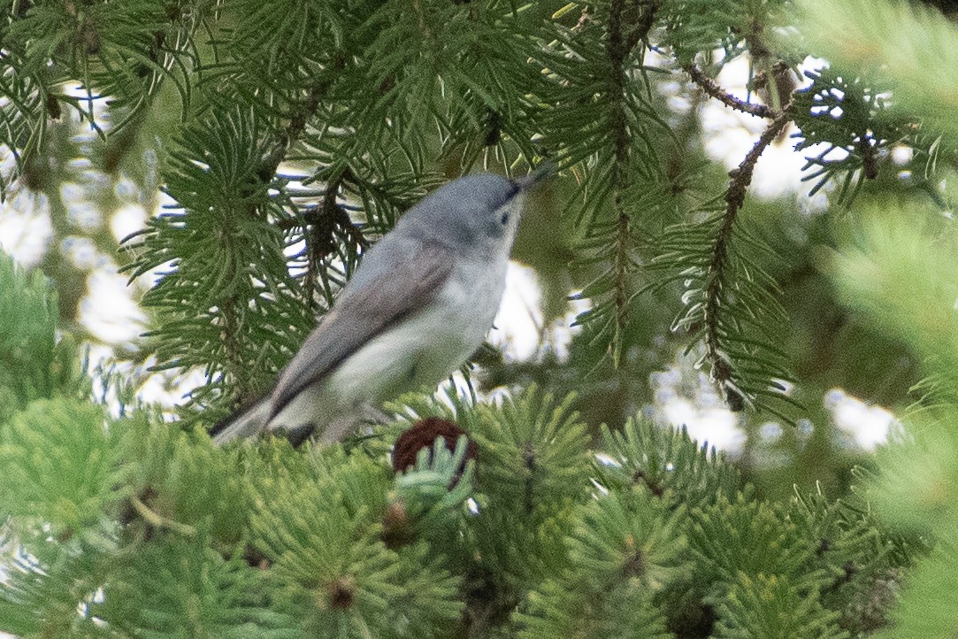 Gobemoucheron gris-bleu - ML480948521