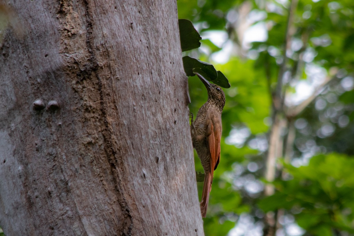 Black-banded Woodcreeper (Black-banded) - André  Zambolli