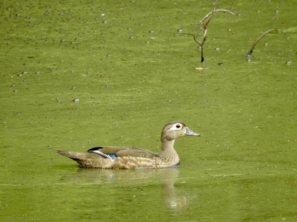 Wood Duck - ML480949181