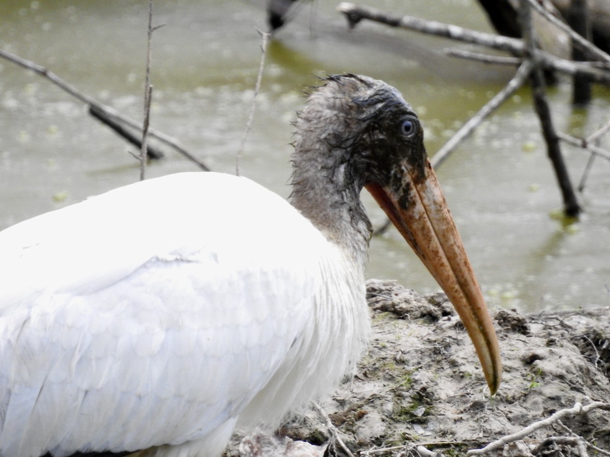 Wood Stork - ML480949271