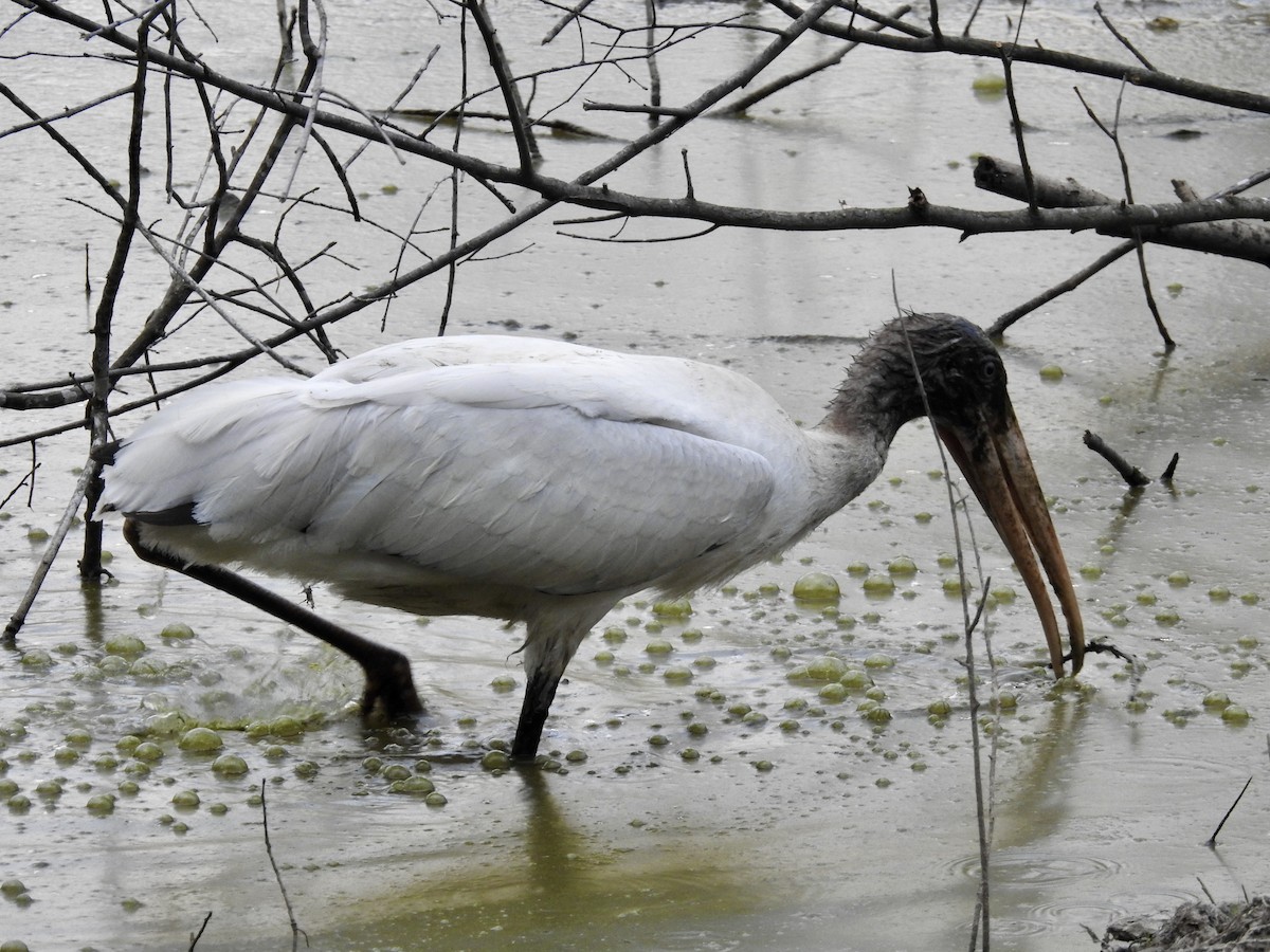Wood Stork - ML480949371