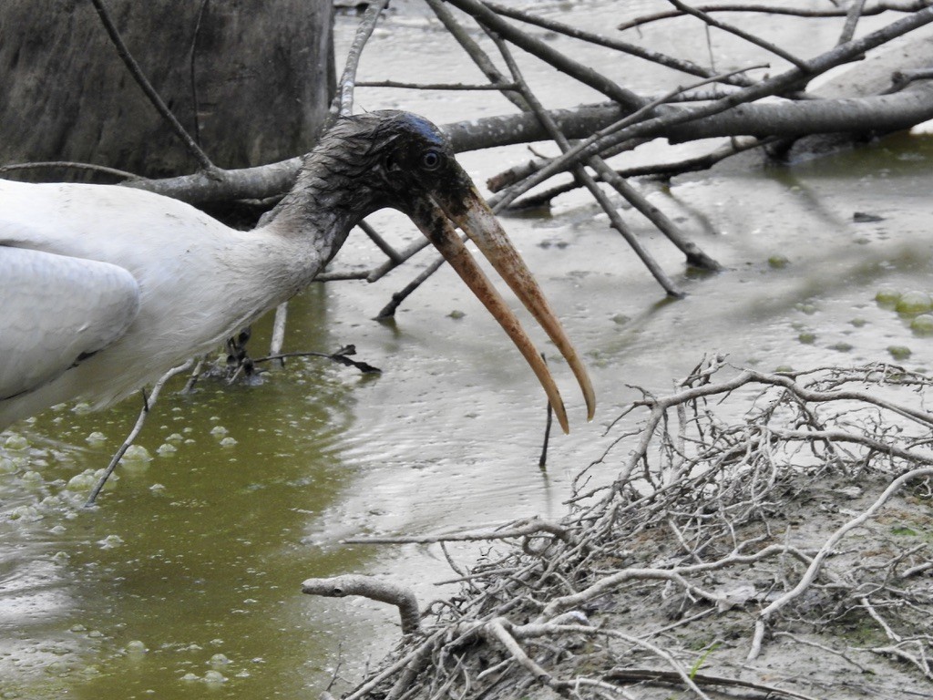 Wood Stork - ML480949611