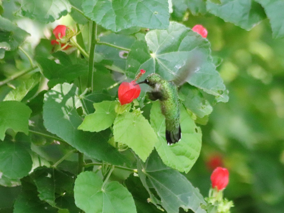Ruby-throated Hummingbird - ML480950221