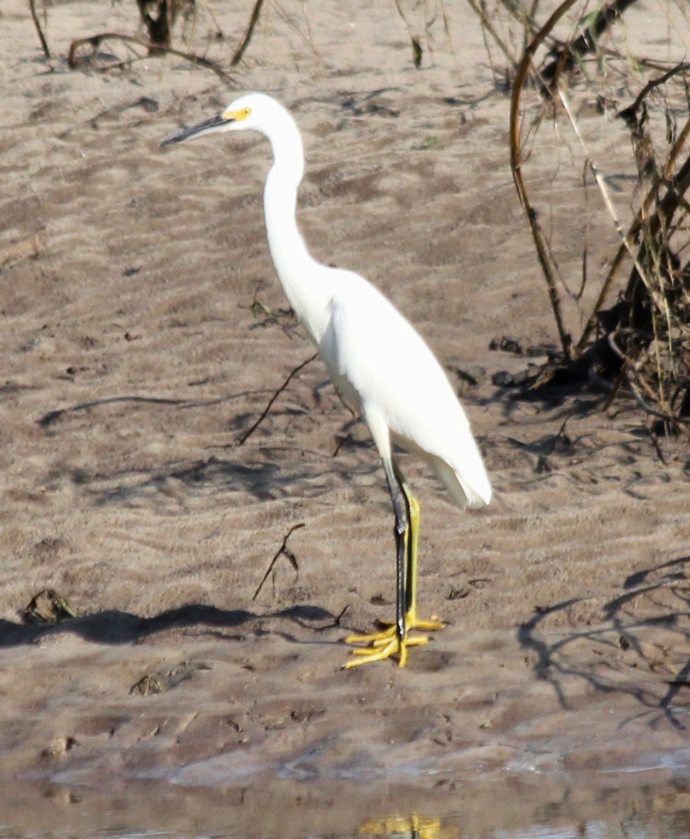 Snowy Egret - David Brotherton, cc