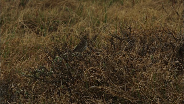 Savannah Sparrow - ML480951