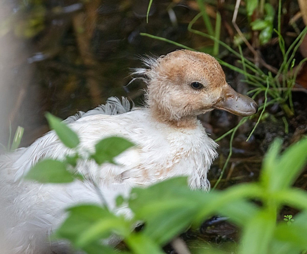 Canard colvert (forme domestique) - ML480951231