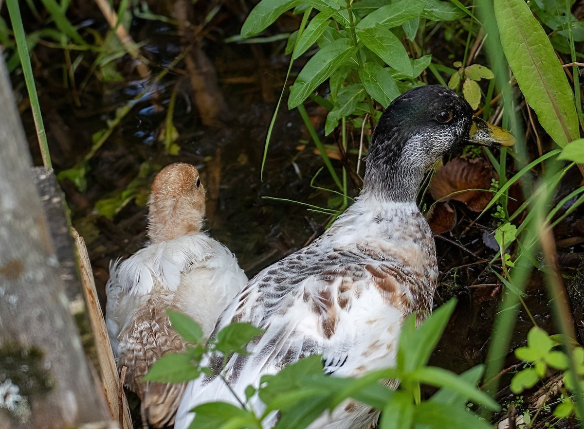 Mallard (Domestic type) - ML480951251