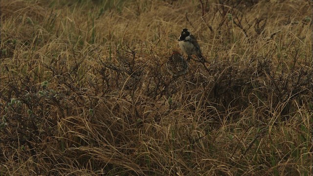 Savannah Sparrow - ML480952