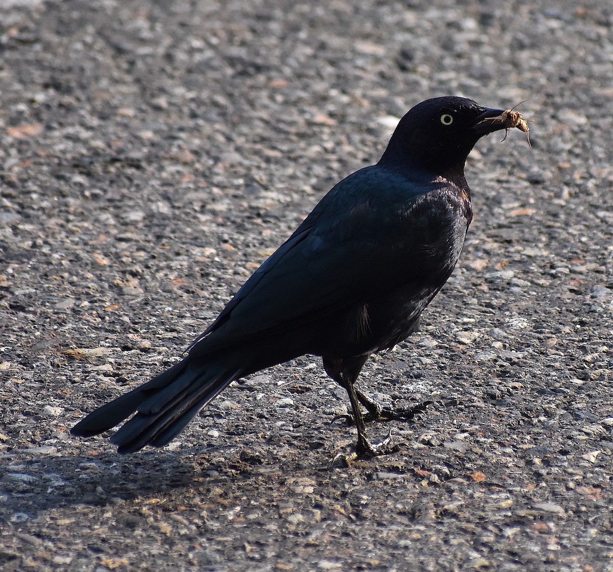 Brewer's Blackbird - Scott Kinsey