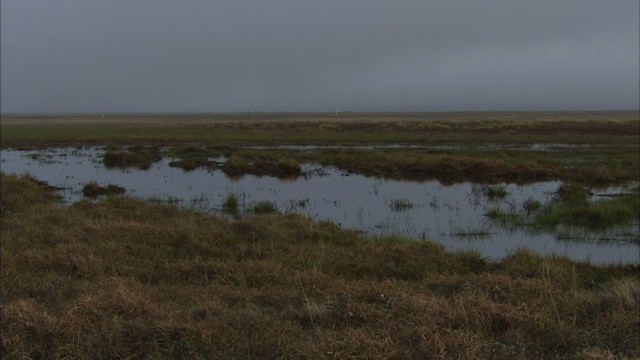 Long-billed Dowitcher - ML480953