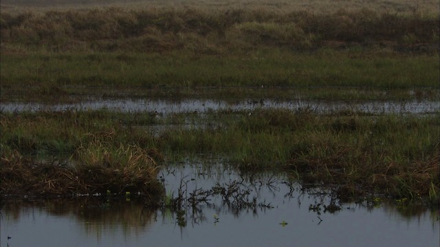 Red-necked Phalarope - ML480954