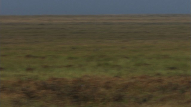 Long-billed Dowitcher - ML480955