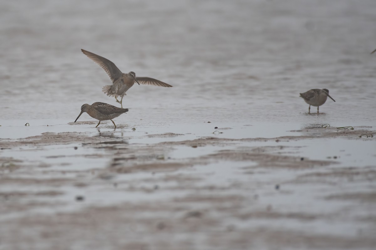 Short-billed Dowitcher - Andrew Standfield