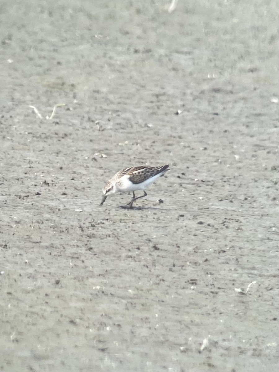Western Sandpiper - ML480956221