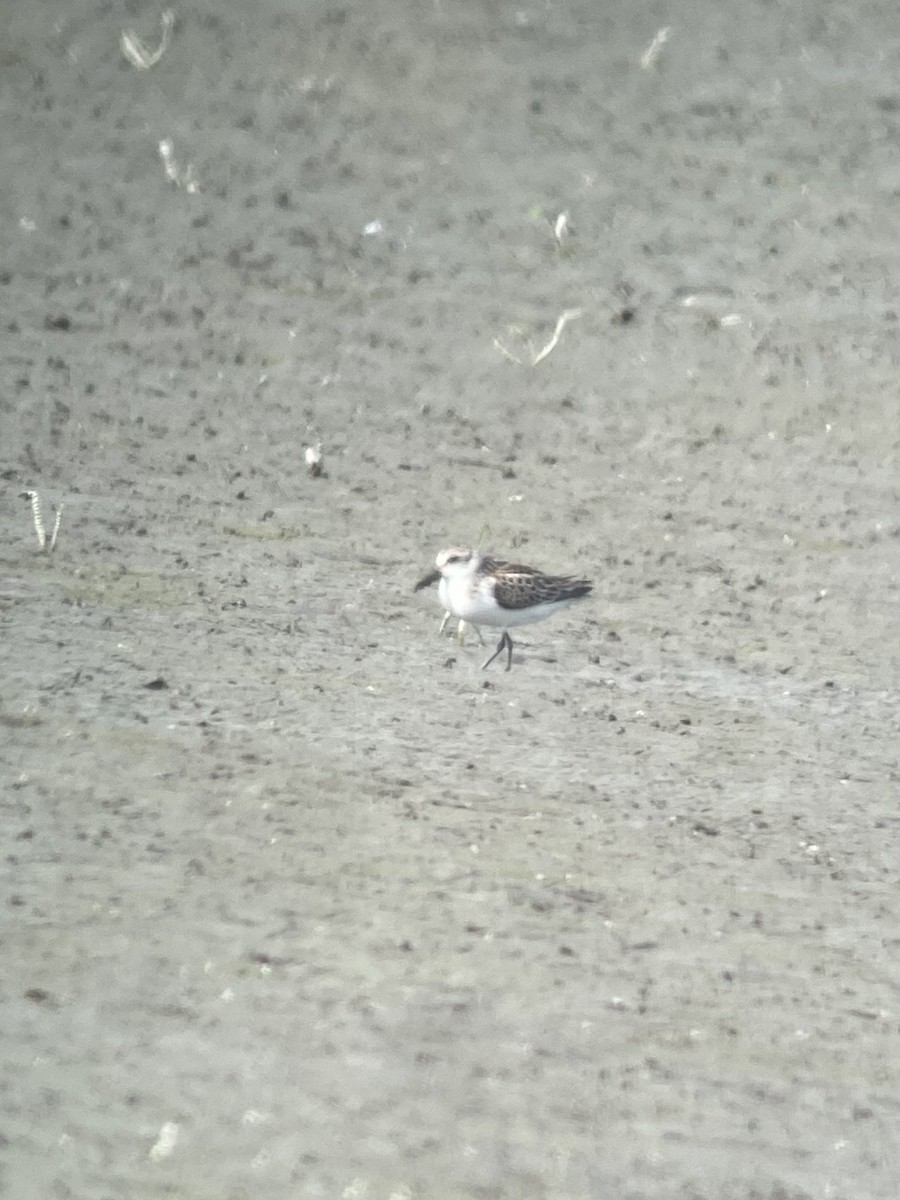 Western Sandpiper - ML480956231