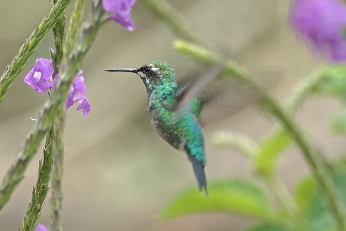 Western Emerald - ML480957801