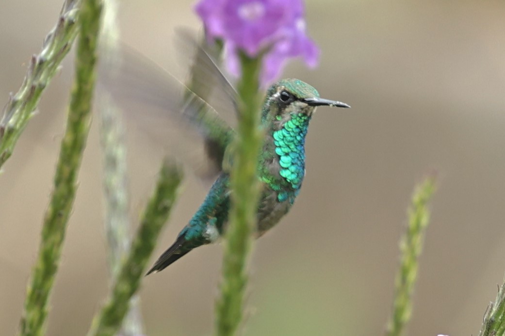 Western Emerald - ML480957811