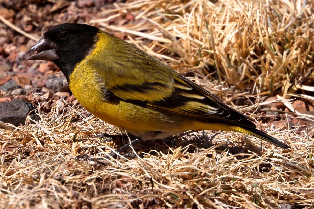 Thick-billed Siskin - ML480957831