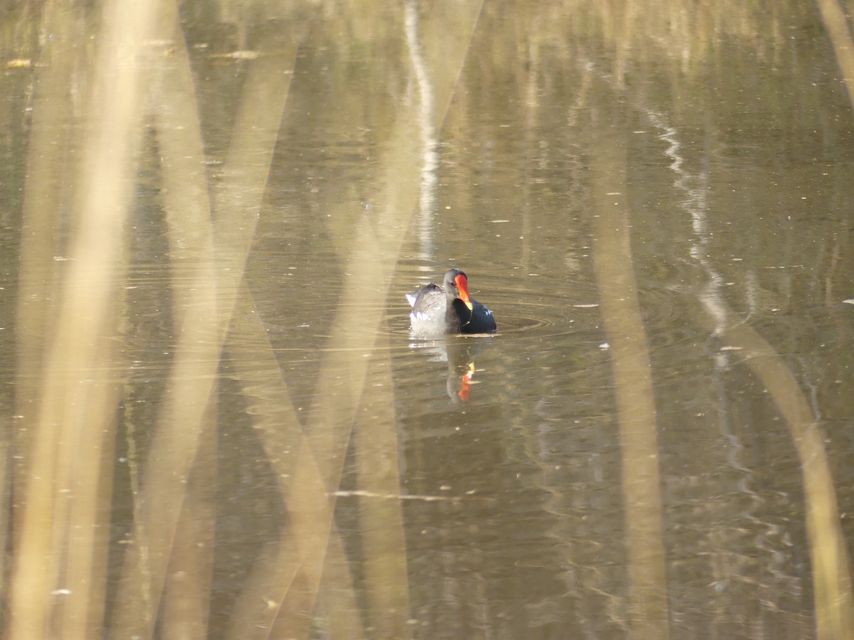 Gallinule poule-d'eau - ML480960961