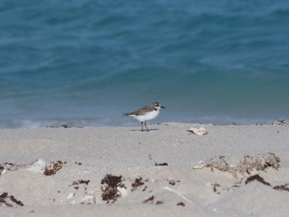 Red-capped Plover - ML480961301